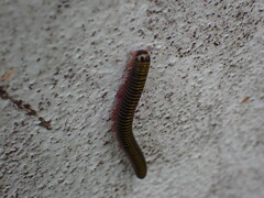 Anadenobolus monilicornis