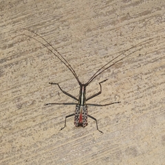 Macrochenus isabellinus