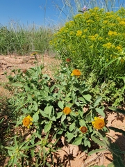 Helianthus laciniatus