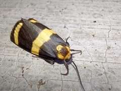 Eudesmia arida