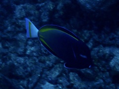 Acanthurus nigricans