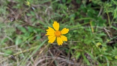 Coreopsis