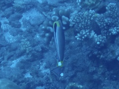 Acanthurus nigricans