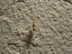 Odontomachus ruginodis