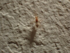 Odontomachus ruginodis