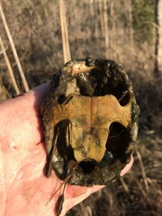 Sternotherus odoratus