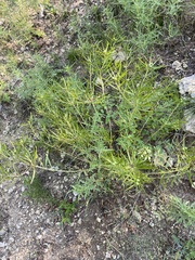 Stillingia texana
