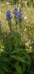 Veronica teucrium