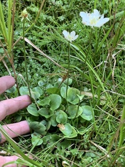 Parnassia cirrata intermedia