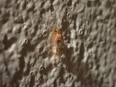 Odontomachus ruginodis