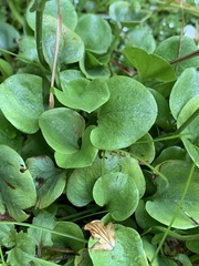 Parnassia cirrata intermedia