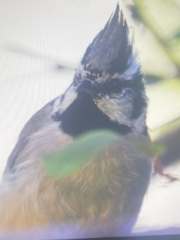 Baeolophus wollweberi