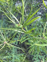 Stillingia texana