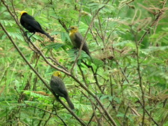 Chrysomus icterocephalus icterocephalus
