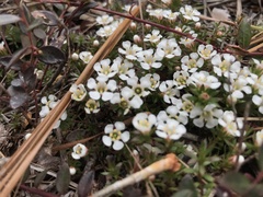 Pyxidanthera barbulata