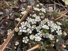 Pyxidanthera barbulata
