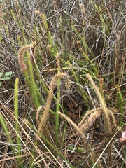 Lycopodiella