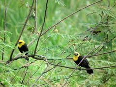 Chrysomus icterocephalus icterocephalus