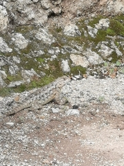 Sceloporus spinosus