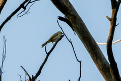 Ptilotula penicillata