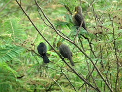 Chrysomus icterocephalus icterocephalus