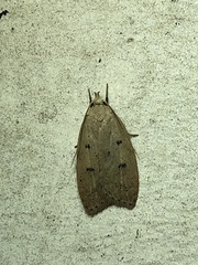 Machimia tentoriferella