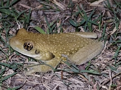 Trachycephalus vermiculatus