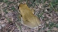 Trachycephalus vermiculatus