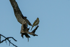 Ptilotula penicillata