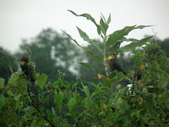 Chrysomus icterocephalus icterocephalus
