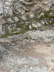 Sceloporus spinosus