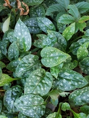 Pulmonaria officinalis