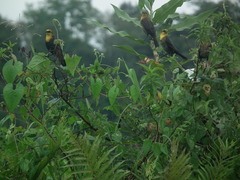 Chrysomus icterocephalus icterocephalus
