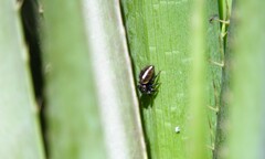 Dendryphantes