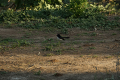 Rhipidura leucophrys