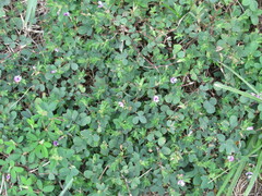 Kummerowia stipulacea