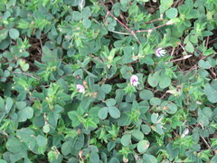 Kummerowia stipulacea