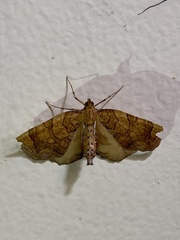 Eulithis diversilineata