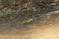 Ptilotula penicillata