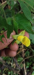 Calceolaria perfoliata