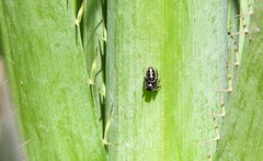 Dendryphantes