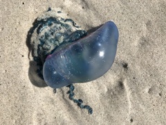 Physalia physalis