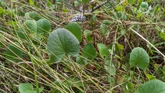 Centella erecta