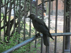 Corvus monedula