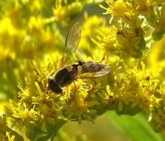 Syrphus rectus