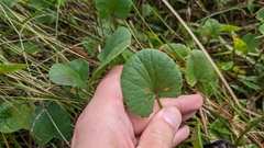 Centella erecta
