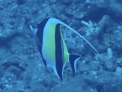 Zanclus cornutus