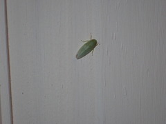 Gyponana