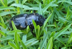 Serrognathus titanus castanicolor