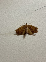 Eulithis diversilineata